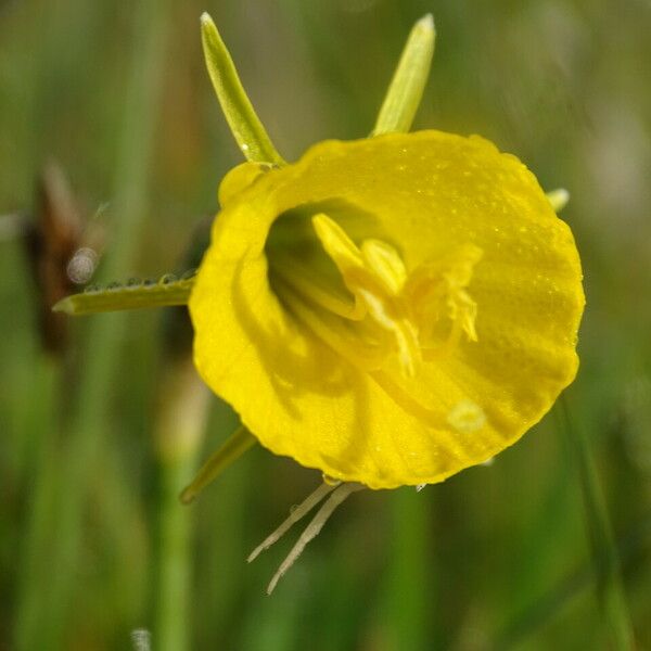 Narcissus bulbocodium Žiedas