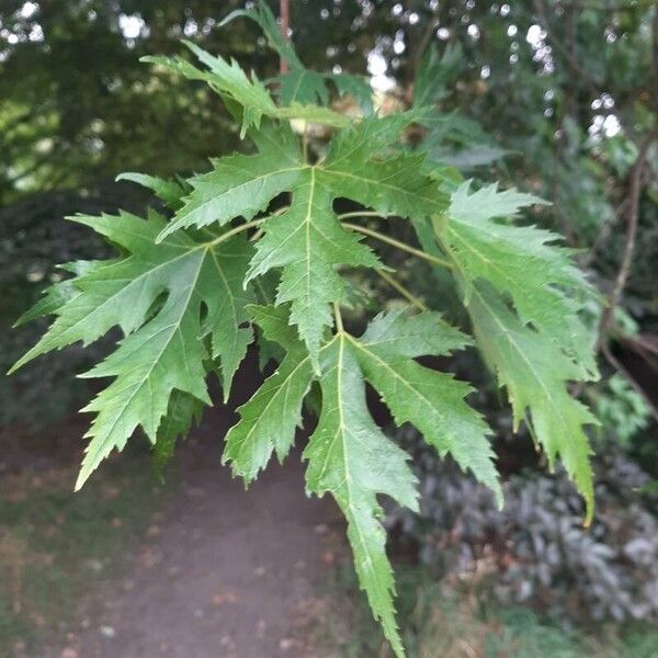 Acer saccharinum Yaprak