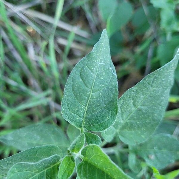 Solanum scabrum Leaf