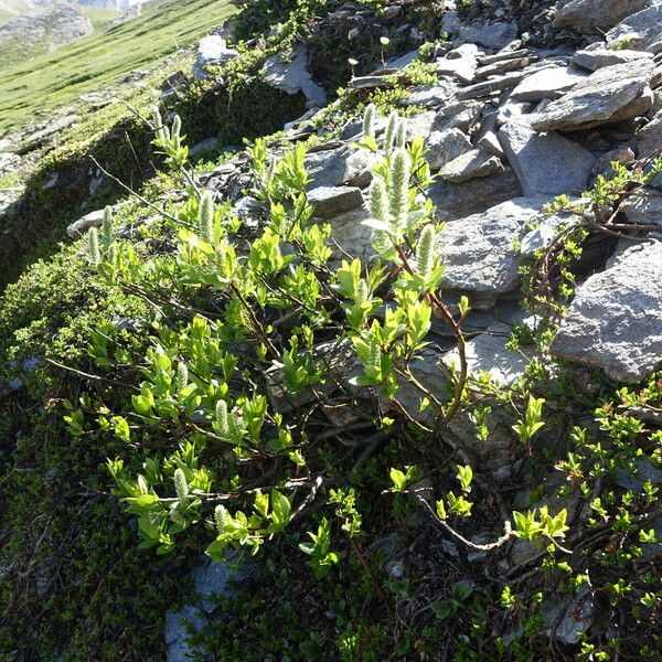 Salix petrophila Cvet