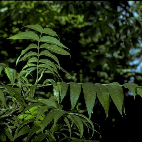 Carya illinoinensis Rhisgl