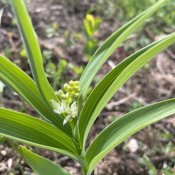 Maianthemum stellatum Flower