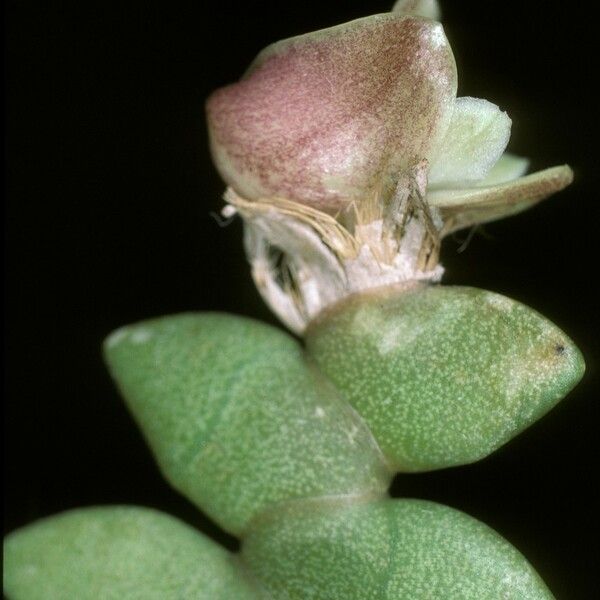 Dendrobium leonis Кора