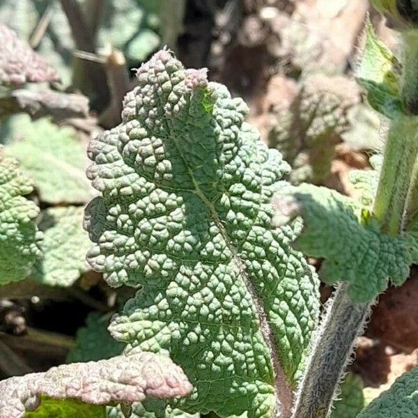 Salvia verbenaca Leaf