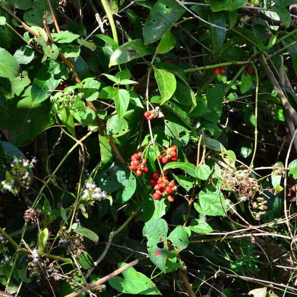 Aegiphila vitelliniflora Hábitos