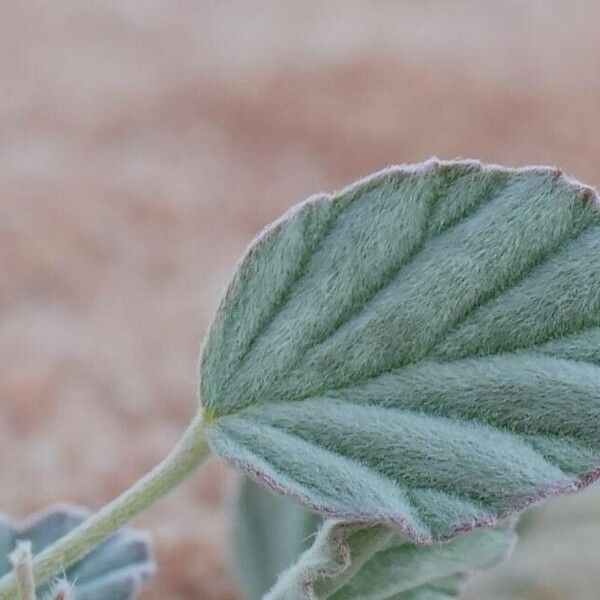 Monsonia nivea Leaf