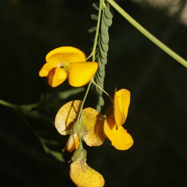 Sesbania herbacea Žiedas