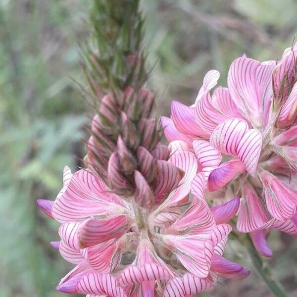 Onobrychis viciifolia Blomst