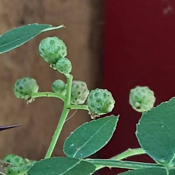 Zanthoxylum piperitum Fruit