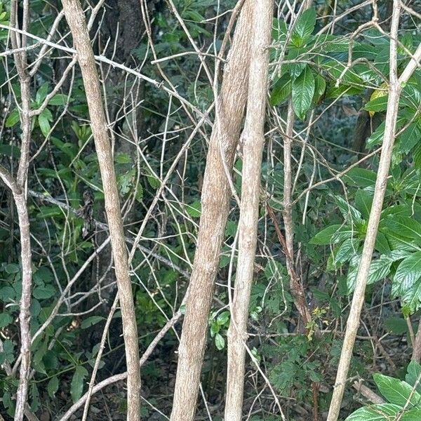 Bystropogon canariensis Bark