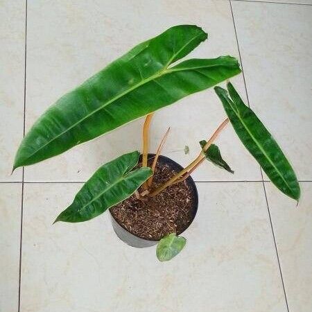 Philodendron billietiae Deilen