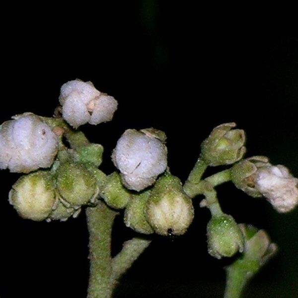 Solanum rugosum Ffrwyth