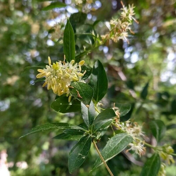 Fontanesia philliraeoides Flower