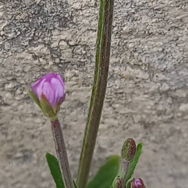 Epilobium tetragonum Квітка