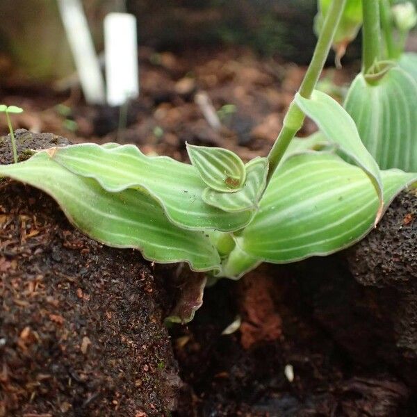 Callisia gentlei Habit