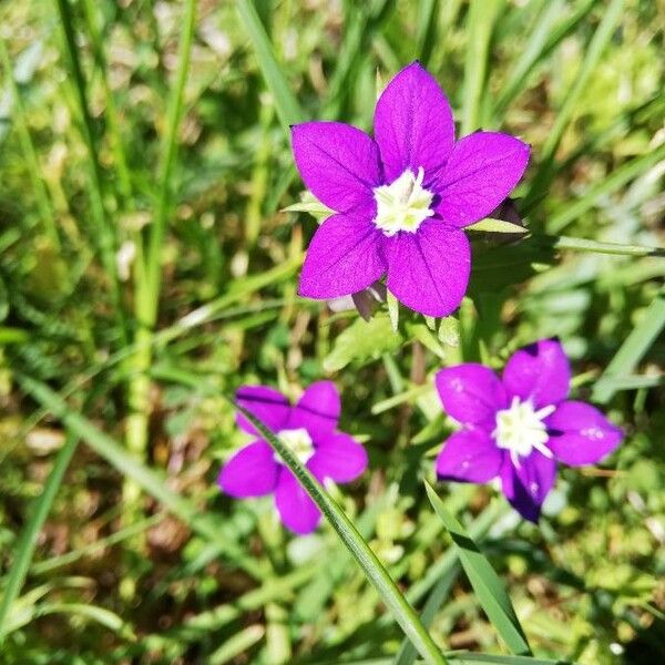 Legousia speculum-veneris 花