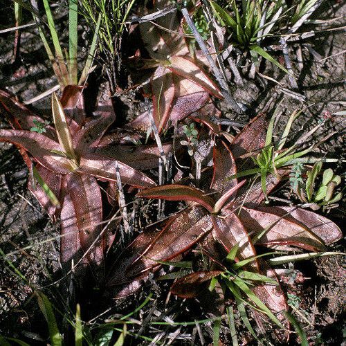 Pinguicula planifolia Escorça