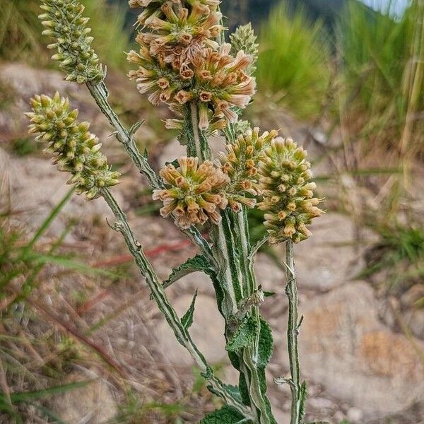 Pterocaulon alopecuroides Flower