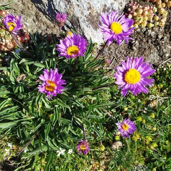 Aster alpinus Fleur