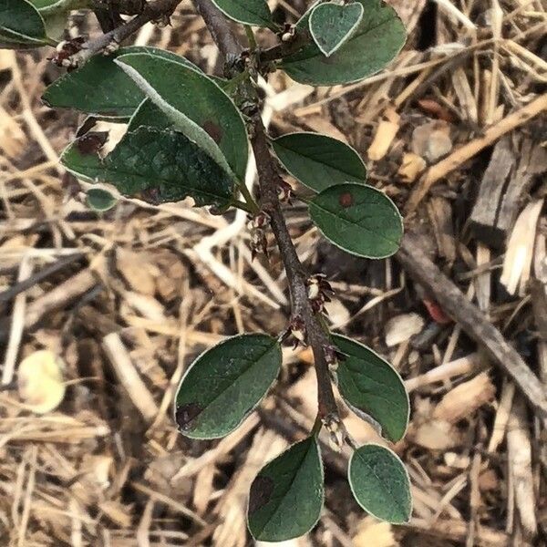 Cotoneaster integerrimus Blad