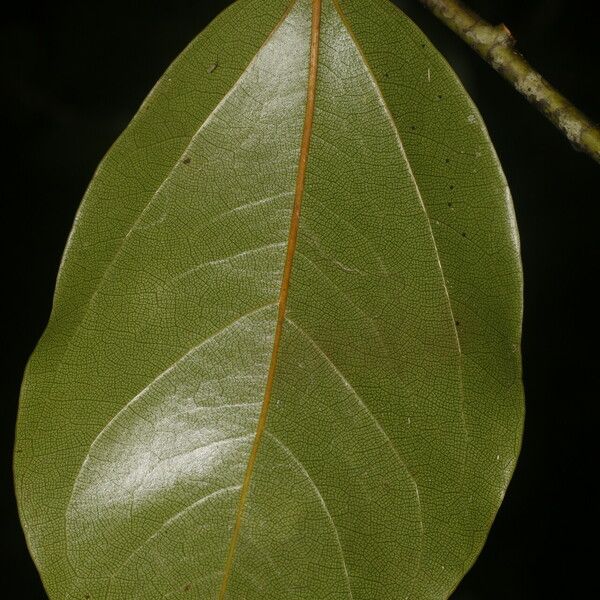 Anomospermum reticulatum ഇല