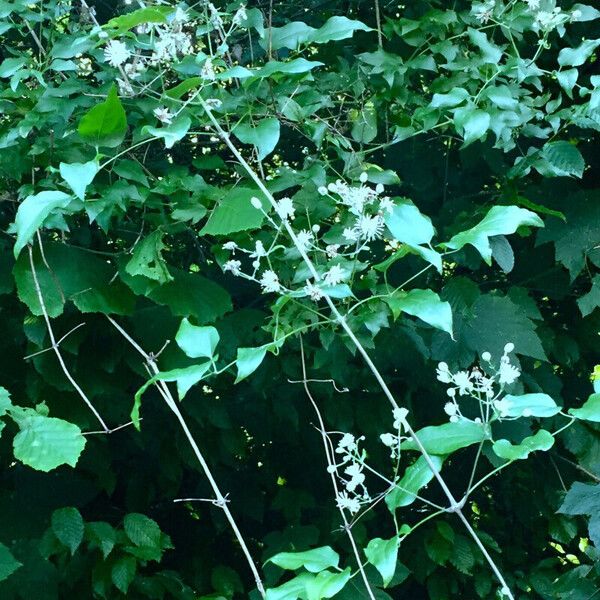 Clematis vitalba عادت داشتن