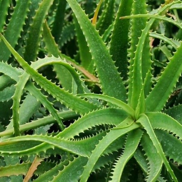 Aloe arborescens Лист