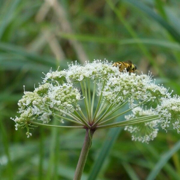 Cicuta maculata Blüte