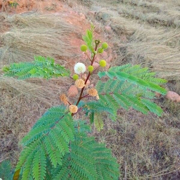 Leucaena leucocephala Flower