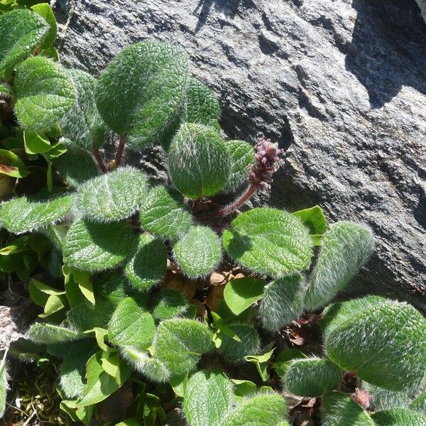 Salix reticulata Листок