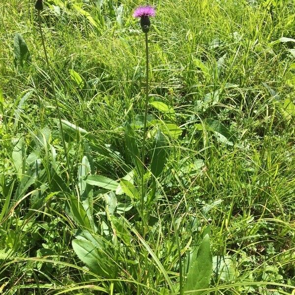 Cirsium canum Habitus