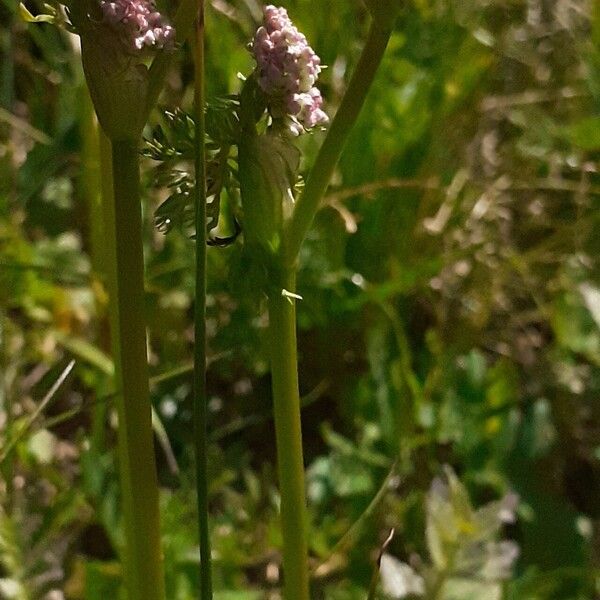 Neogaya simplex Flower