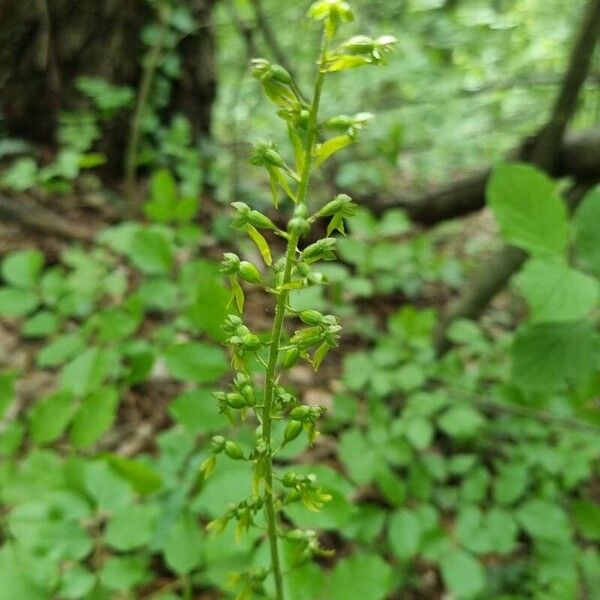 Neottia ovata Õis