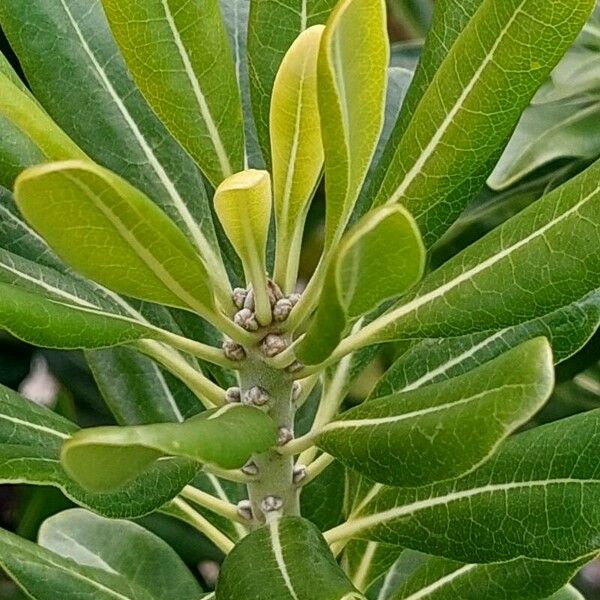 Pittosporum heterophyllum Blatt