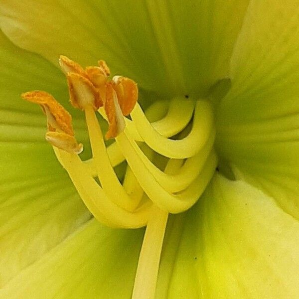 Hemerocallis lilioasphodelus Flower
