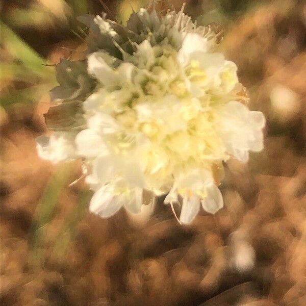 Armeria arenaria Květ