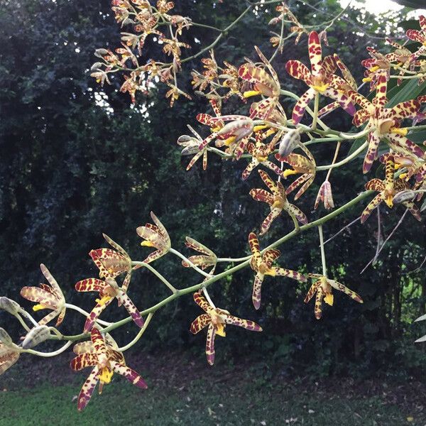 Ansellia africana Floare