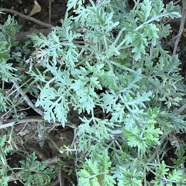 Artemisia absinthium Blatt