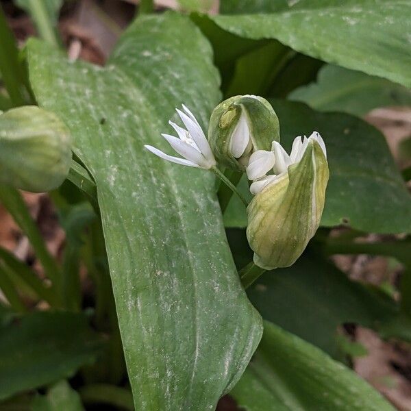 Allium ursinum Flower