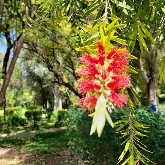 Melaleuca viminalis Flor