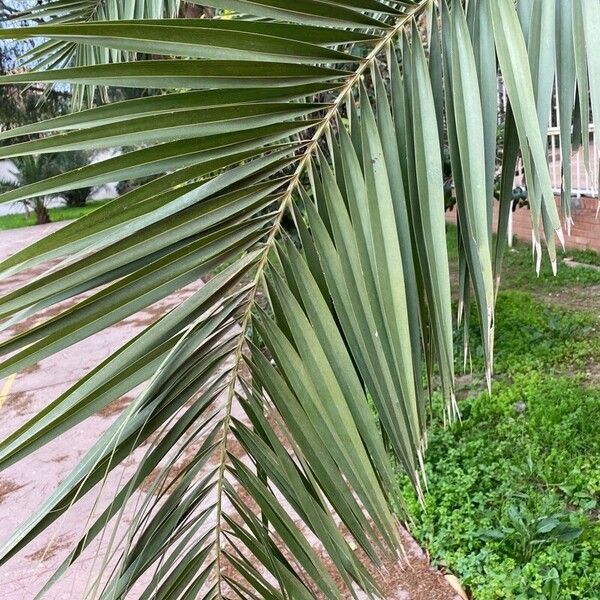 Phoenix reclinata Leaf