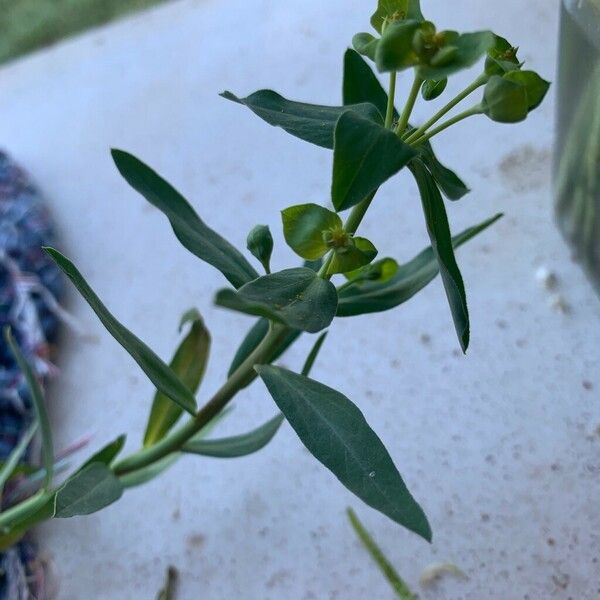 Euphorbia taurinensis Ліст