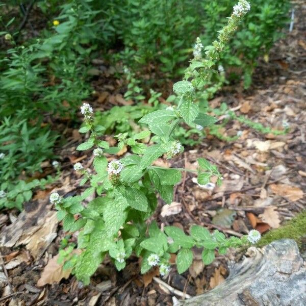 Mentha canadensis Costuma