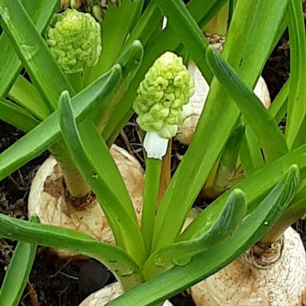 Muscari aucheri Flower