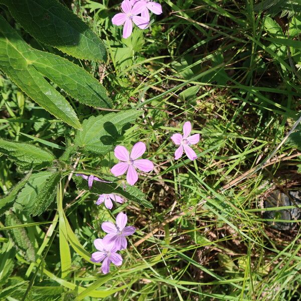 Geranium asphodeloides Flower