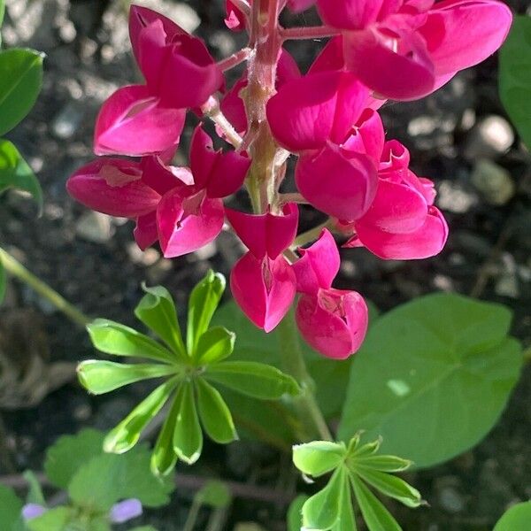 Lupinus polyphyllus Bloem