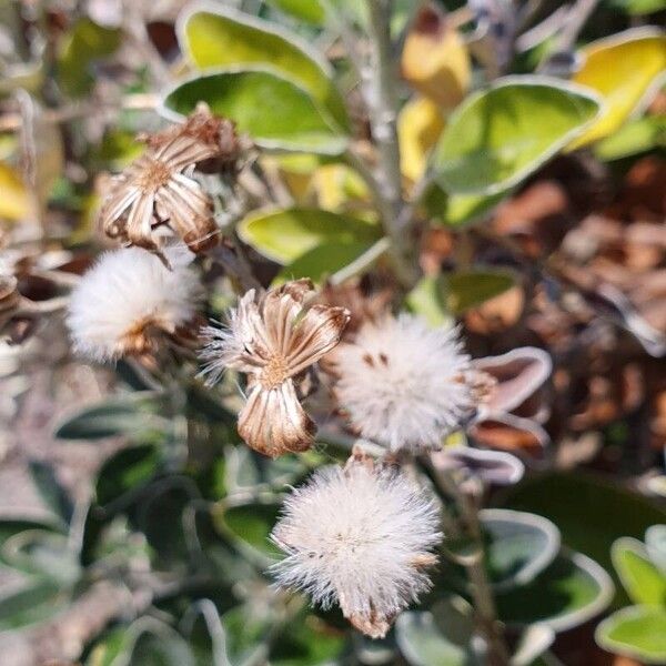 Brachyglottis greyi Fruit