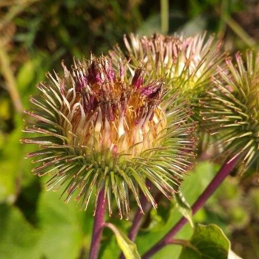 Arctium nemorosum Flower