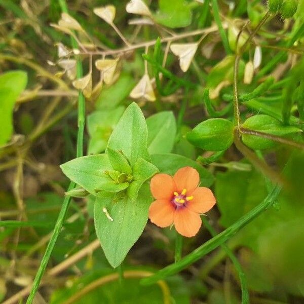 Lysimachia arvensis Flor