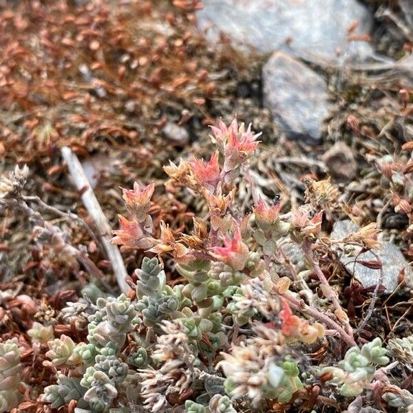 Sedum cespitosum Цветок